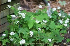 Geranium nodosum 'Silverwood'