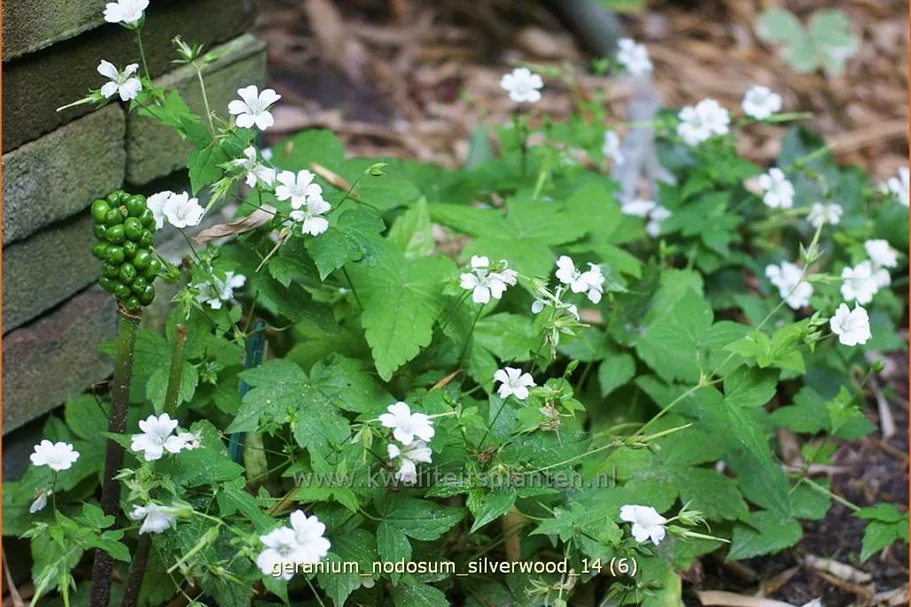 Geranium nodosum 'Silverwood'