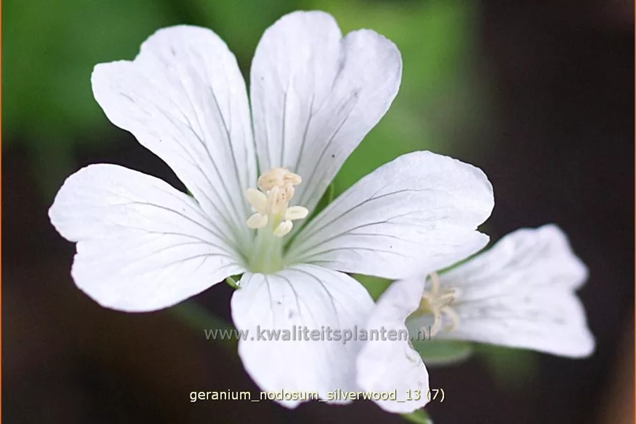 Geranium nodosum 'Silverwood'