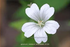 Geranium nodosum 'Silverwood'