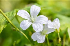 Geranium nodosum 'Silverwood'