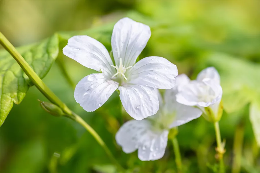 Geranium nodosum 'Silverwood'