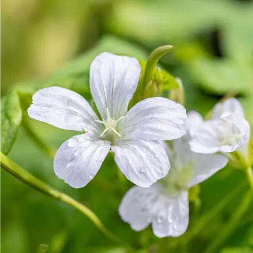 Geranium nodosum 'Silverwood'