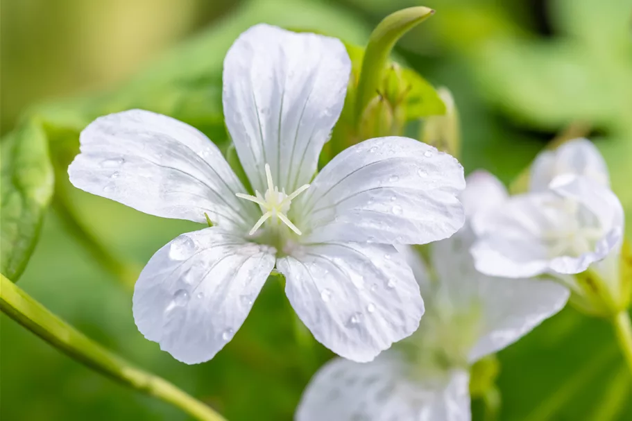 Geranium nodosum 'Silverwood'