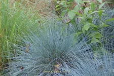 Festuca glauca