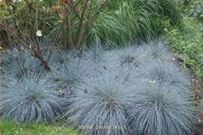 Festuca glauca