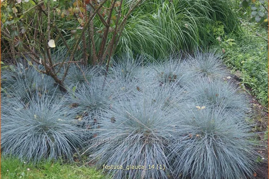 Festuca glauca
