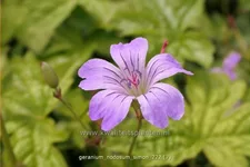 Geranium nodosum 'Simon'