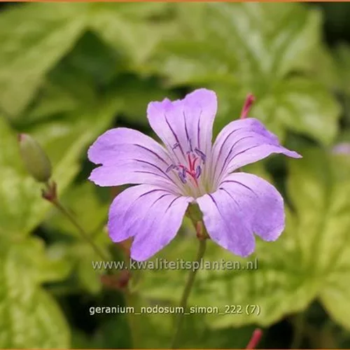 Geranium nodosum 'Simon'