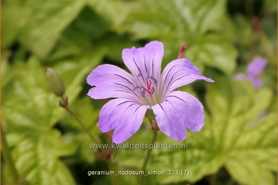 Geranium nodosum 'Simon'