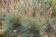 Festuca glauca