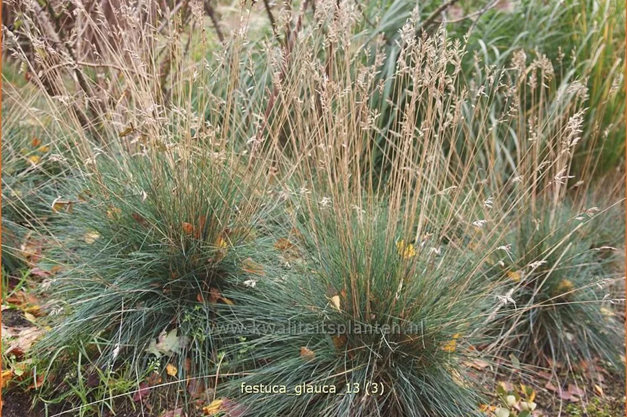 Festuca glauca