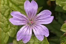 Geranium nodosum 'Simon'