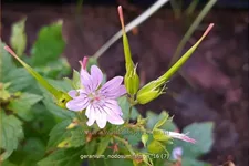 Geranium nodosum 'Simon'