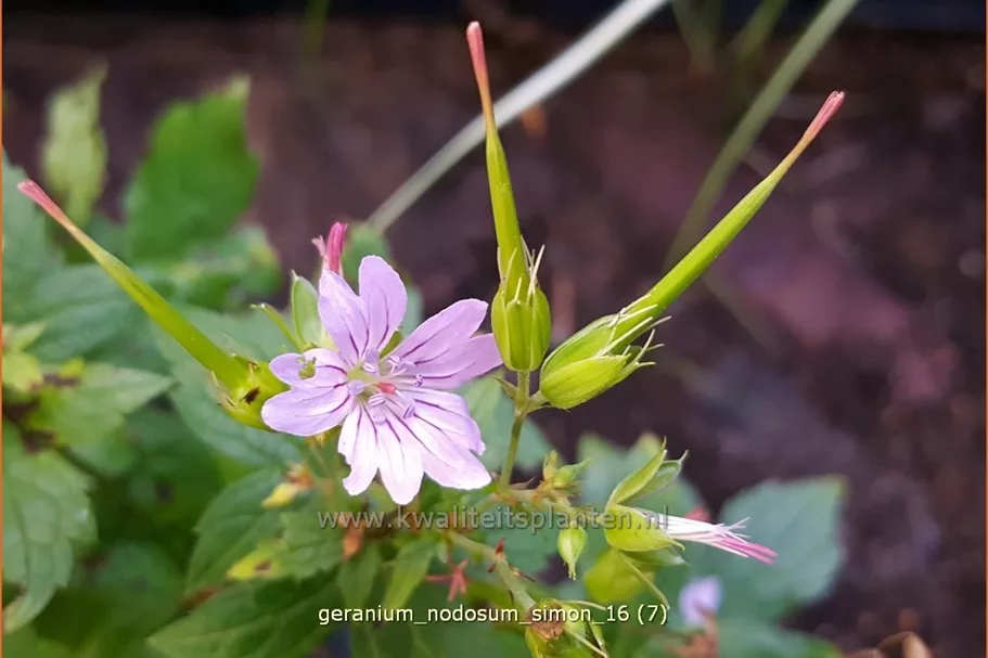Geranium nodosum 'Simon'
