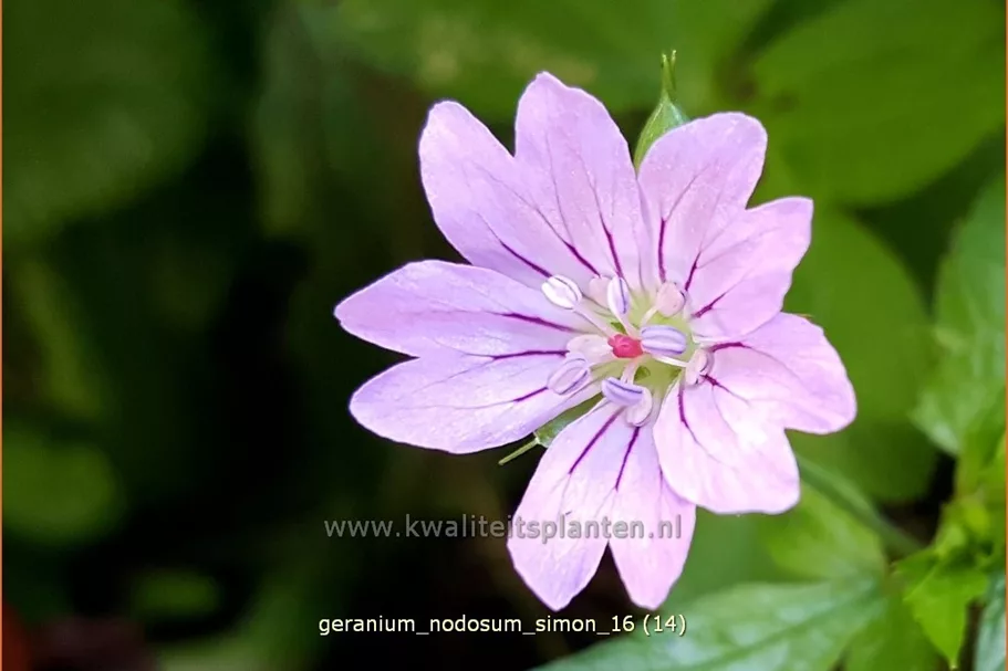 Geranium nodosum 'Simon'