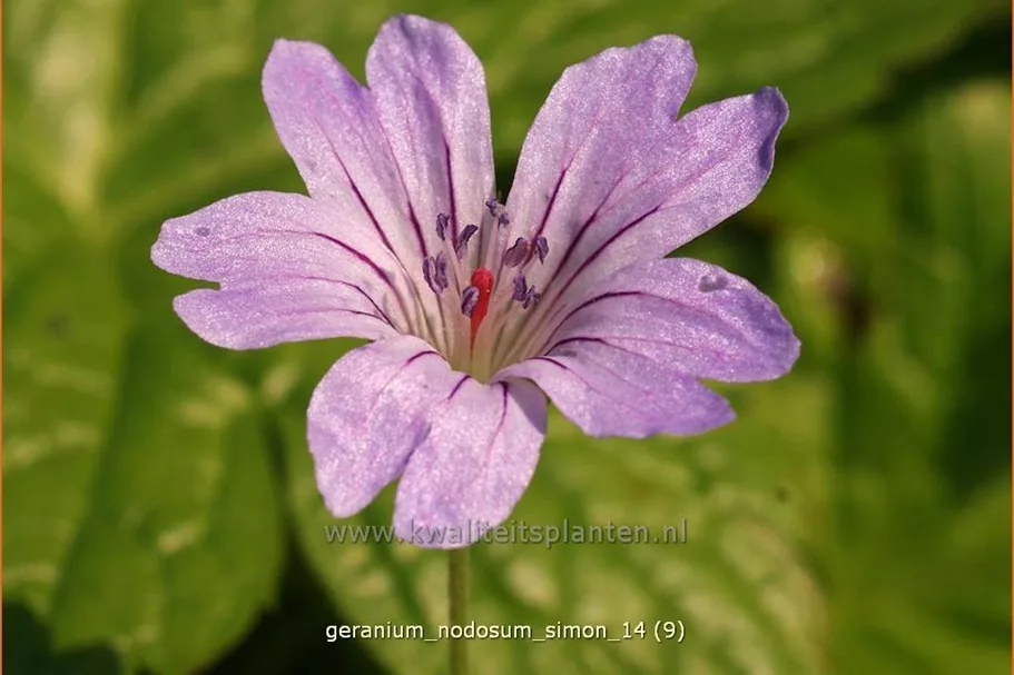 Geranium nodosum 'Simon'