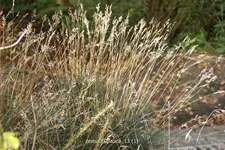 Festuca glauca