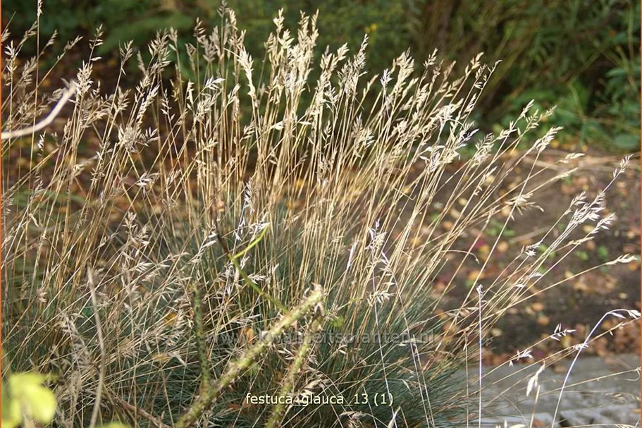 Festuca glauca