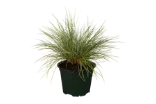 Festuca glauca
