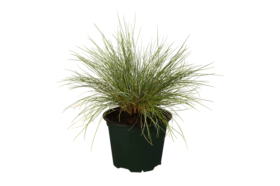 Festuca glauca