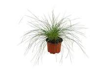 Festuca glauca