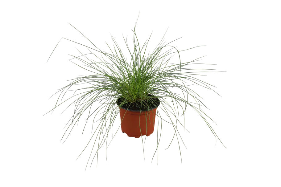 Festuca glauca