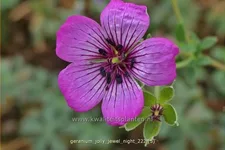 Geranium cinereum 'Jolly Jewel Night'