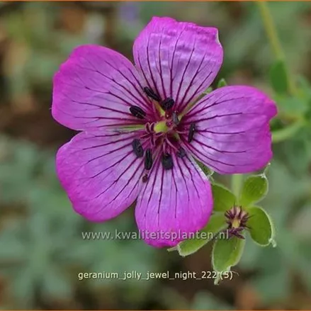 Geranium cinereum 'Jolly Jewel Night'