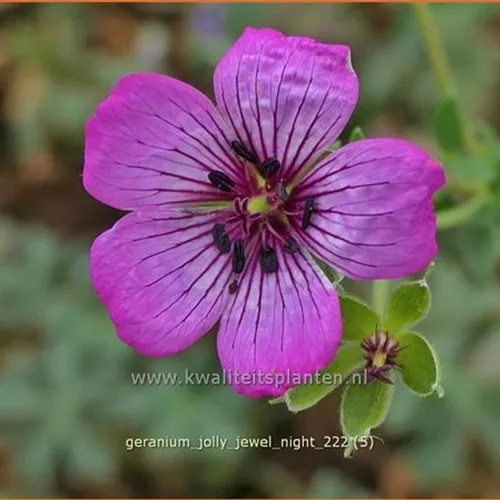 Geranium cinereum 'Jolly Jewel Night'