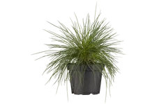 Festuca glauca