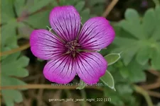 Geranium cinereum 'Jolly Jewel Night'