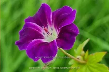 Geranium nodosum 'Tony´s Talisman'