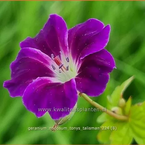 Geranium nodosum 'Tony´s Talisman'