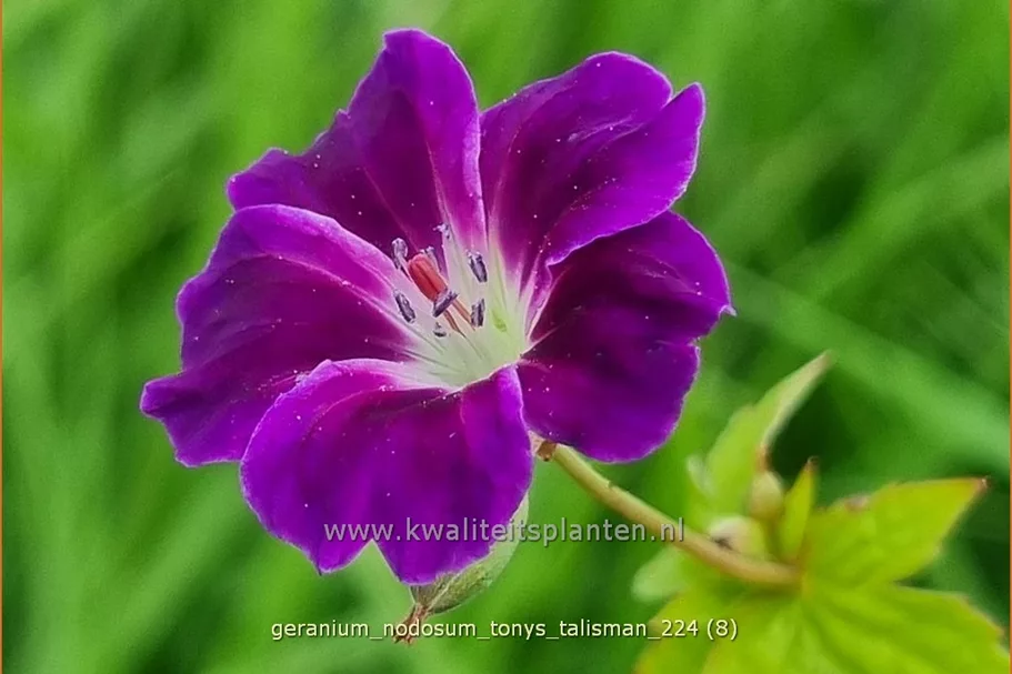 Geranium nodosum 'Tony´s Talisman'