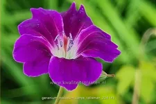 Geranium nodosum 'Tony´s Talisman'