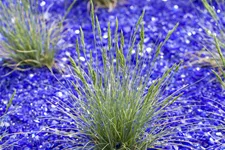 Festuca glauca