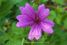 Geranium nodosum 'Tony´s Talisman'