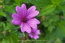 Geranium nodosum 'Tony´s Talisman'