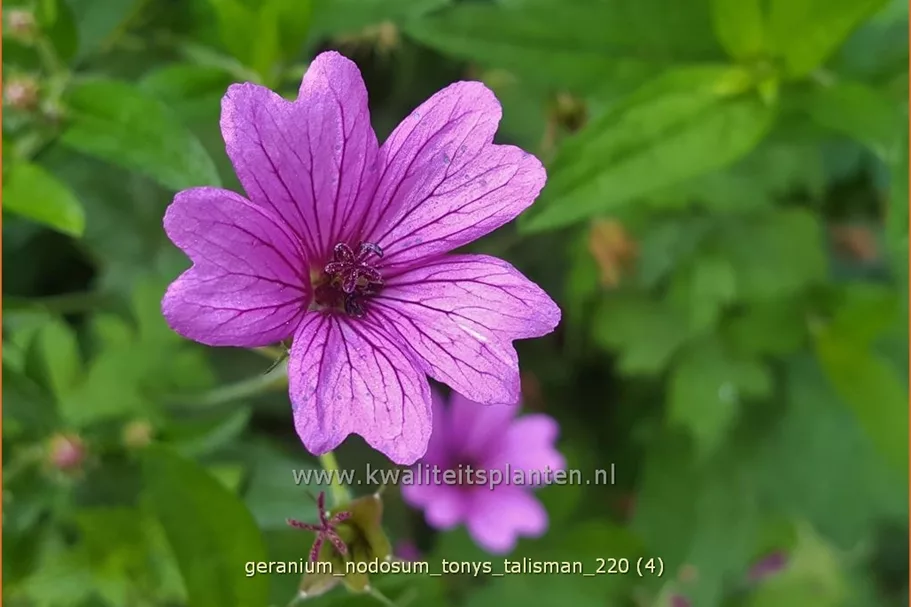 Geranium nodosum 'Tony´s Talisman'