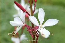 Gaura lindheimeri