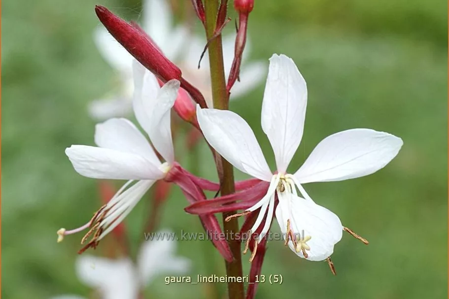 Gaura lindheimeri