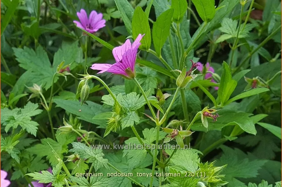 Geranium nodosum 'Tony´s Talisman'