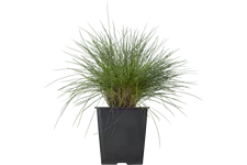 Festuca glauca