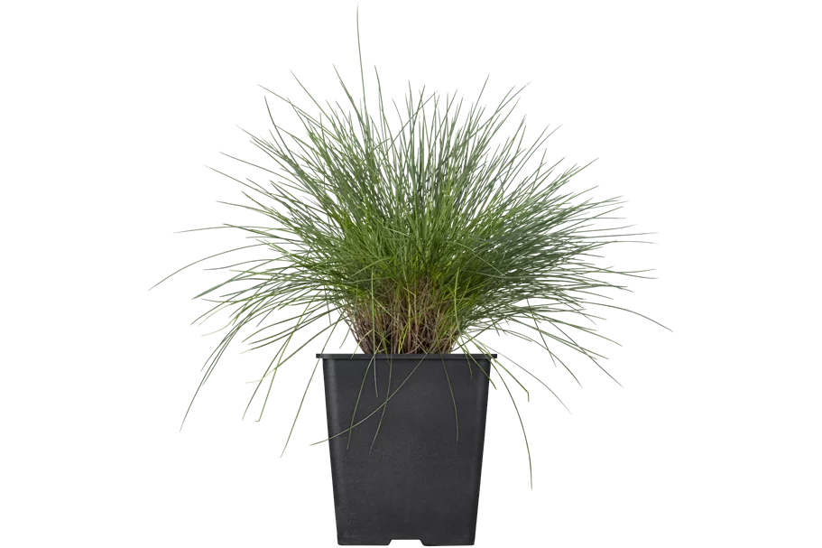 Festuca glauca