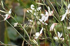 Gaura lindheimeri