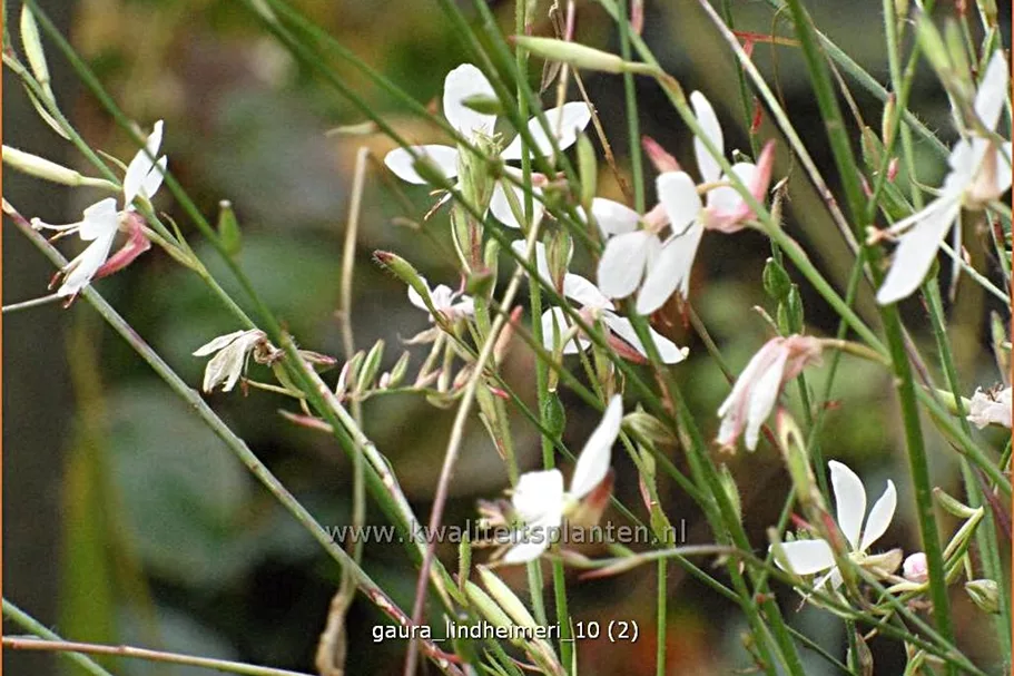 Gaura lindheimeri