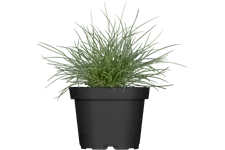 Festuca glauca