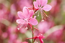 Gaura lindheimeri