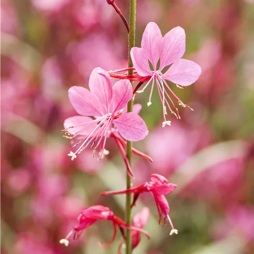 Gaura lindheimeri